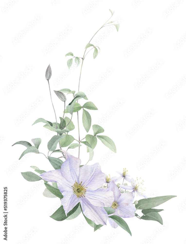 A corner floral composition with white clematis flowers, buds and stems with leaves hand drawn in watercolor isolated on a white background. Watercolor illustration. Watercolor floral arrangement.