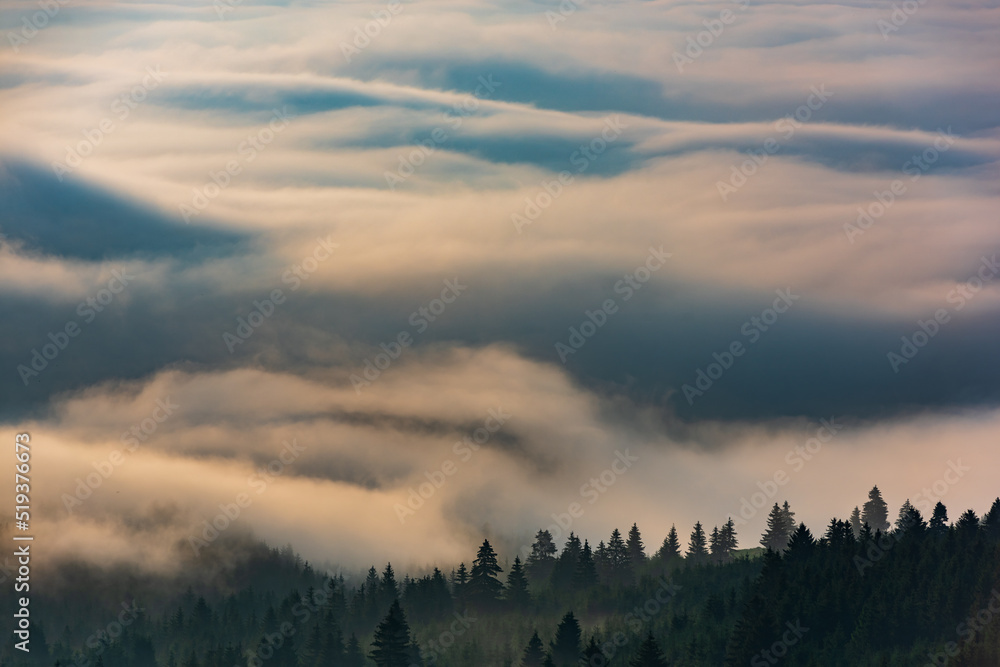 Slow moving clouds over the pine forest in the morning- against the sunlight. 