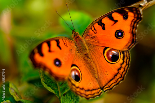 Orange color butterfly from Western Ghats photo