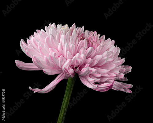 Beautiful pink-white chrysanthemum flower with green stem isolated on black background. Studio close-up shot.
