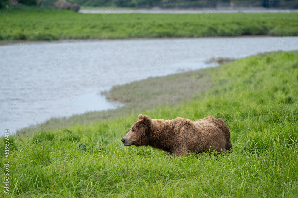 Fototapeta premium Alaskan brown bear