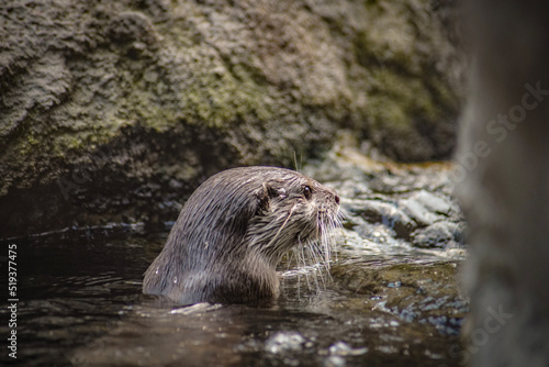 otter on the rock