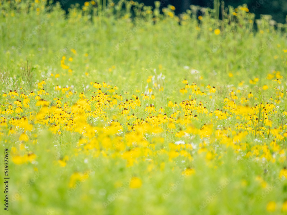 field of yellow flowers field of yellow flowers