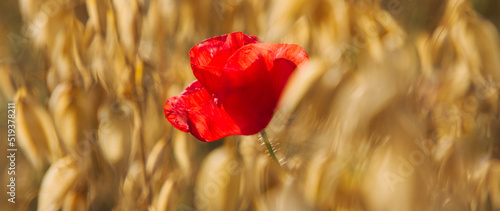Panel kuchenny z motywem Samotny mak na polu