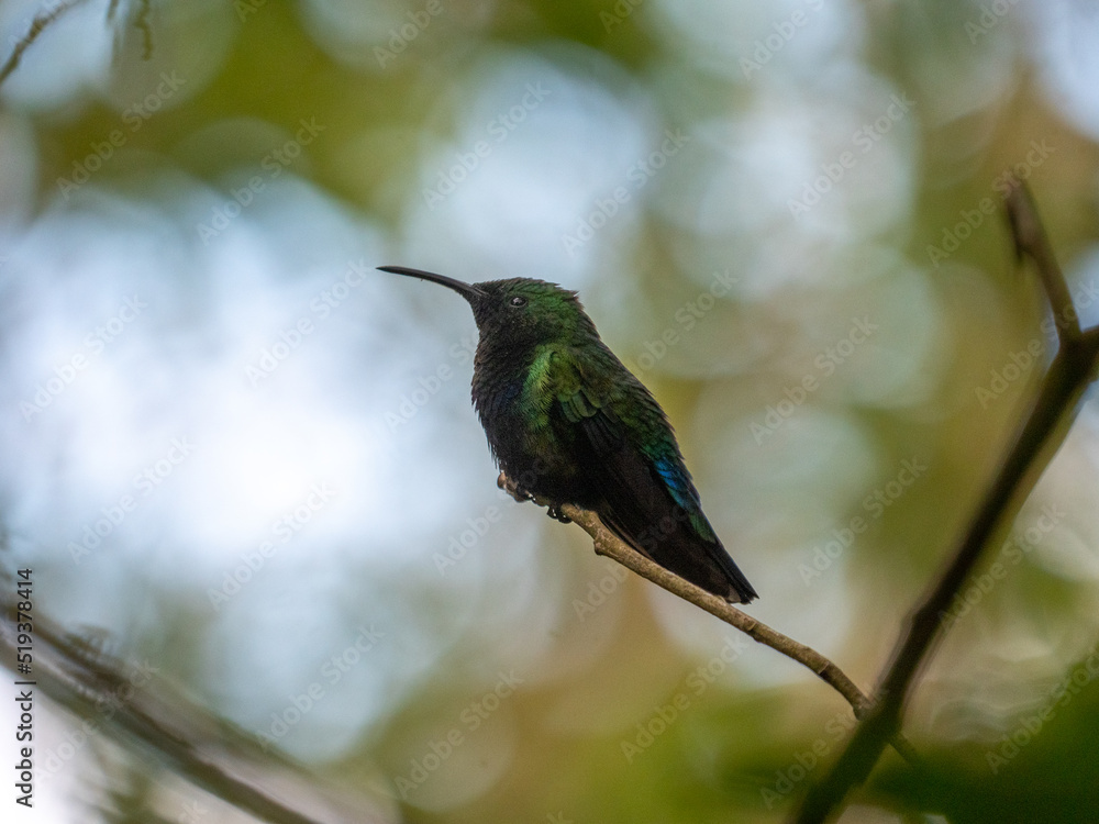 hummingbird on a branch hummingbird on a branch