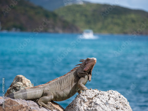 iguana on a rock