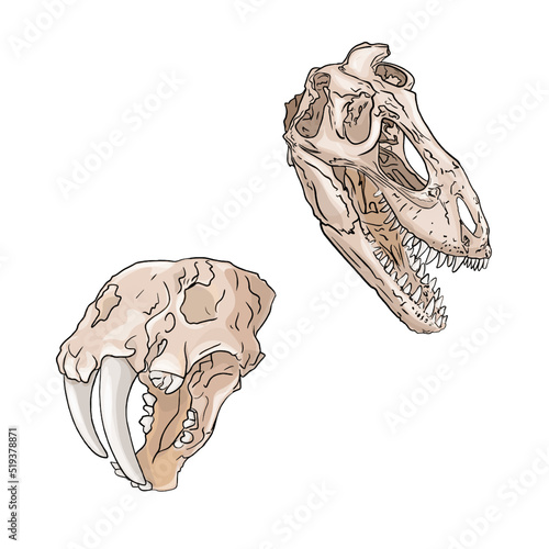 Vector illustration of a doodle dinosaur skull, bones on a white background for printing on paper, logo, clothes, blanks for designers, shops	
