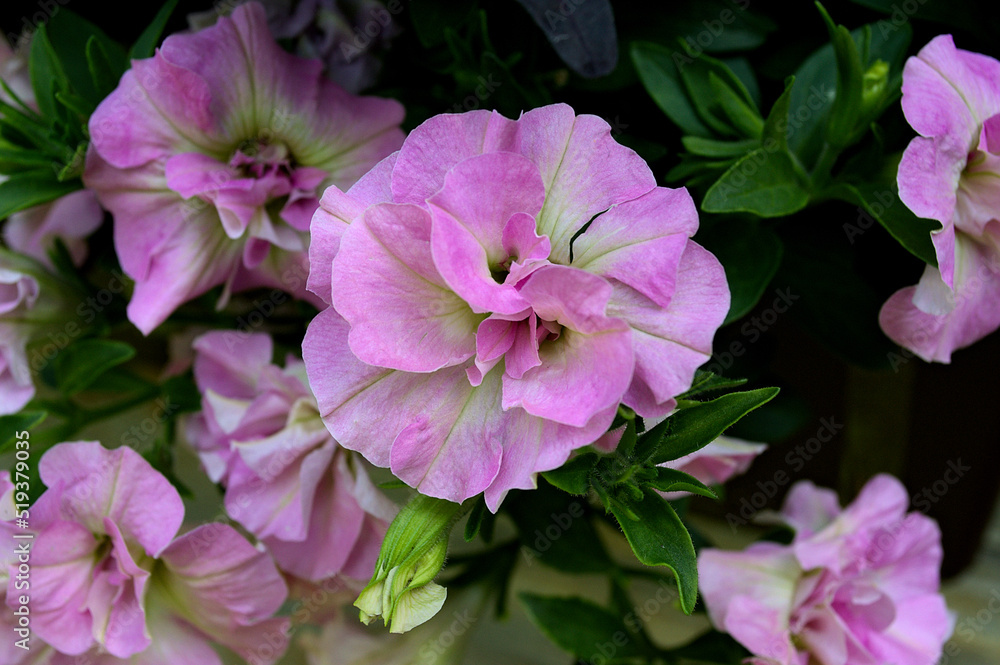 Pink petunia flower Pink petunia flower