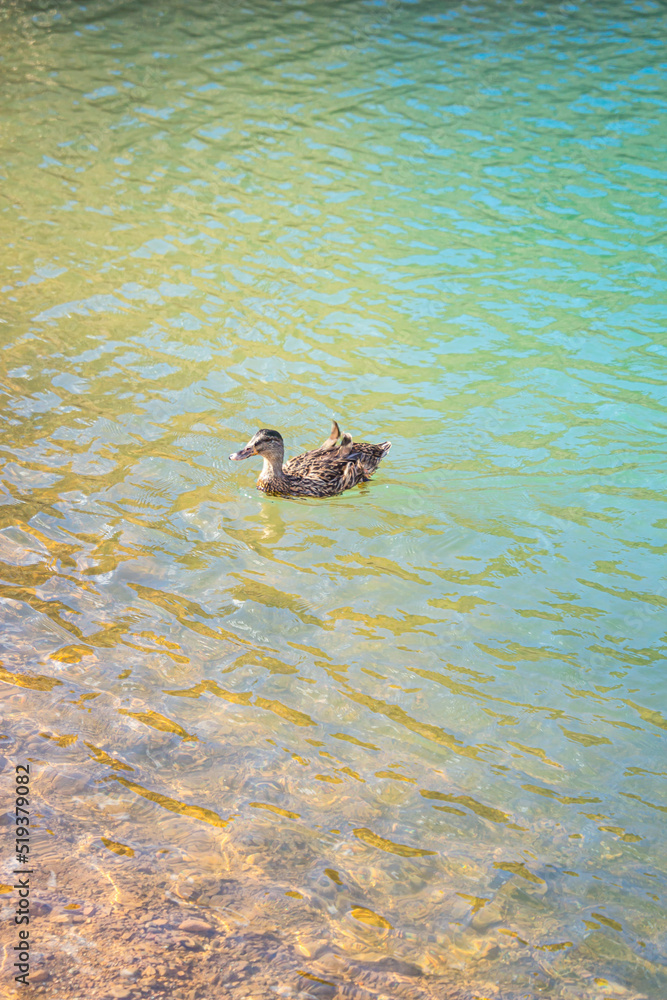 Obraz premium Lake (laghetto) of Terranera, a emerald green sulphur lake near natural free public beach with black sand near Porto Azzurro, Island of Elba, Italy