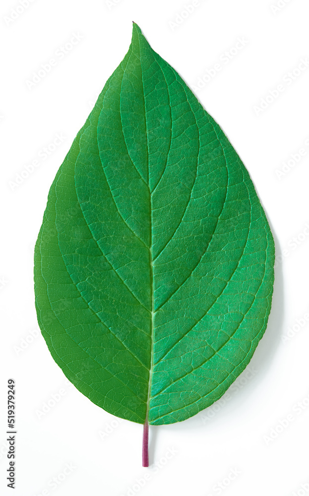 Obraz premium Single green leaf on white background. Fresh natural leaf detail. Organic structure with veins.