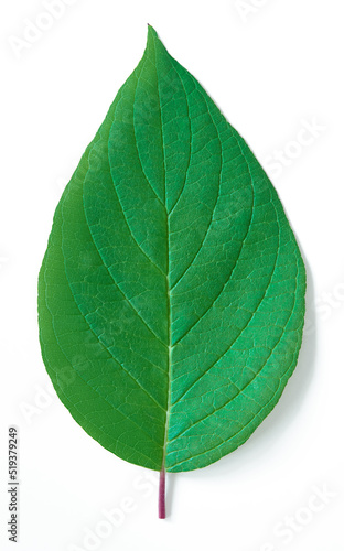 Single green leaf on white background. Fresh natural leaf detail. Organic structure with veins.