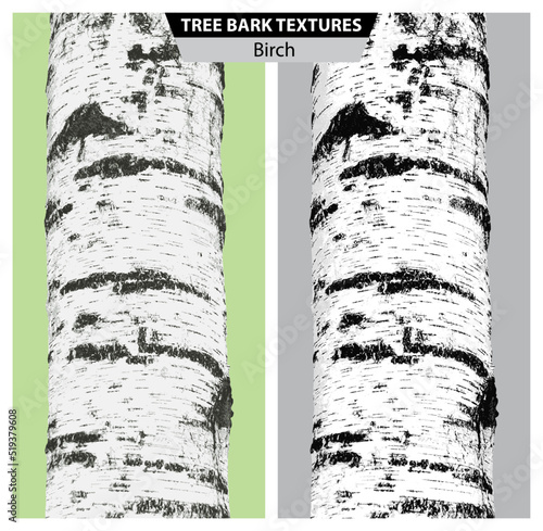 The texture of birch bark. Vector isolated realistic black and white and multicolor illustration of birch trunks.