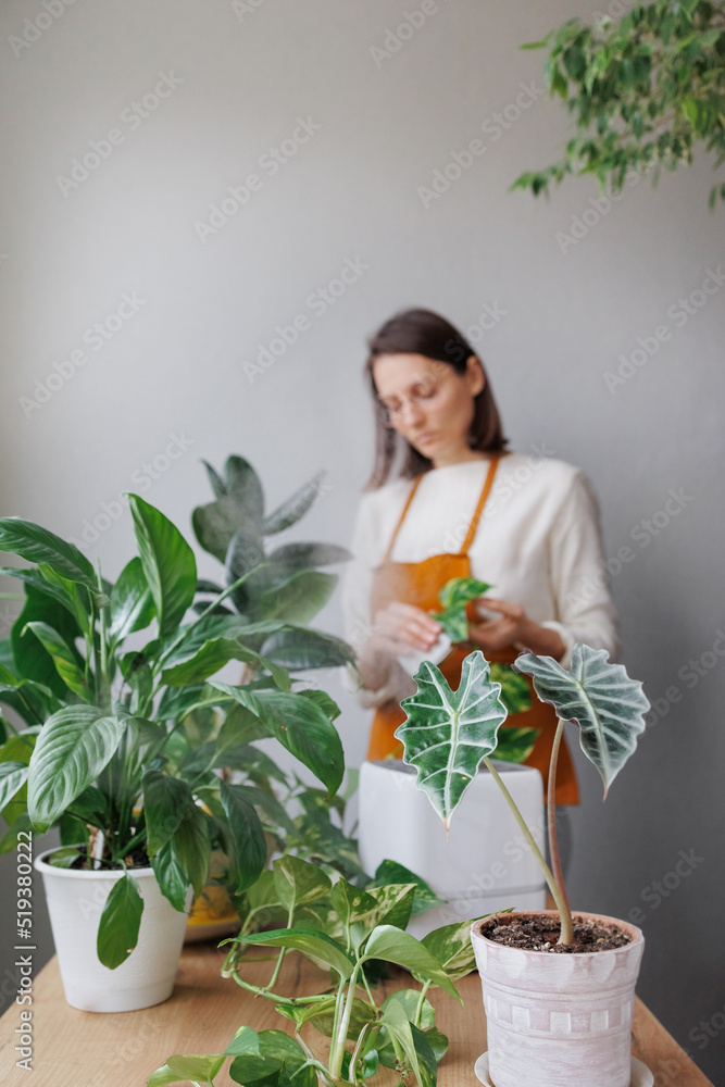 woman waters flowers and takes care of green plants at home. A European woman entrepreneur in a flower shop. small business florist or biologist. humidifying the air and taking care of the climate for woman waters flowers and takes care of green plants at home. A European woman entrepreneur in a flower shop. small business florist or biologist. humidifying the air and taking care of the climate for