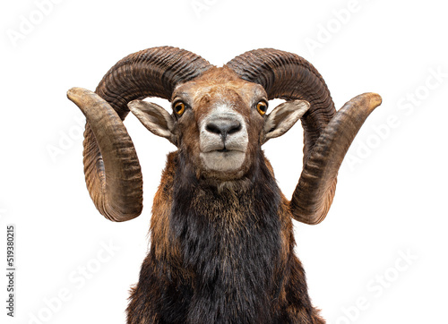 Mouflon isolated on white.