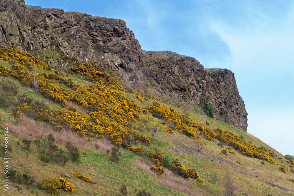 Holyrood Park, Edinburgh, Scotland, UK. Home of Arthur's Seat, viewpoint above the city, a popular hiking and recreation area.  Hillsides covered in yellow gorse, also known as furze and whin.
