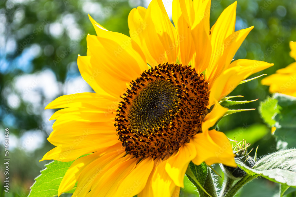 Yellow blooming sunflower illuminated by the sun Yellow blooming sunflower illuminated by the sun