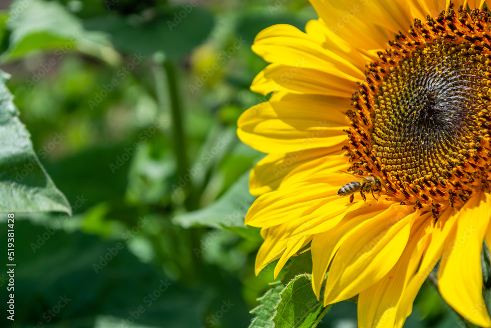 Obraz premium Bee pollination of a blooming sunflower.