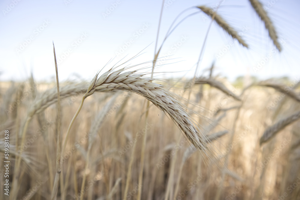 Fototapeta premium Golden wheat field and wheat ears with grains close up