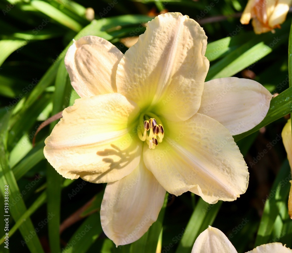 A close view of the colorful flower in the garden. A close view of the colorful flower in the garden.