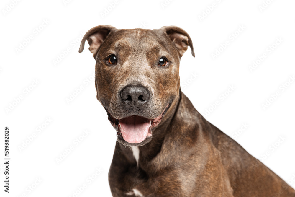 Studio shot of purebred dog, american pit bull terrier, posing with tongue sticking out isolated over white background Studio shot of purebred dog, american pit bull terrier, posing with tongue sticking out isolated over white background