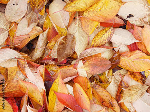 Leaves fallen from a Cherry tree (Prunus kanzan) scattered on the ground in Autumn