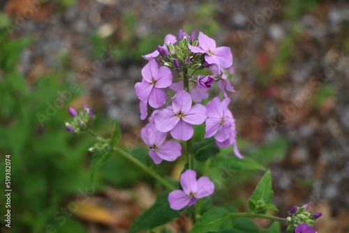 Wild blue Phlox divaricata