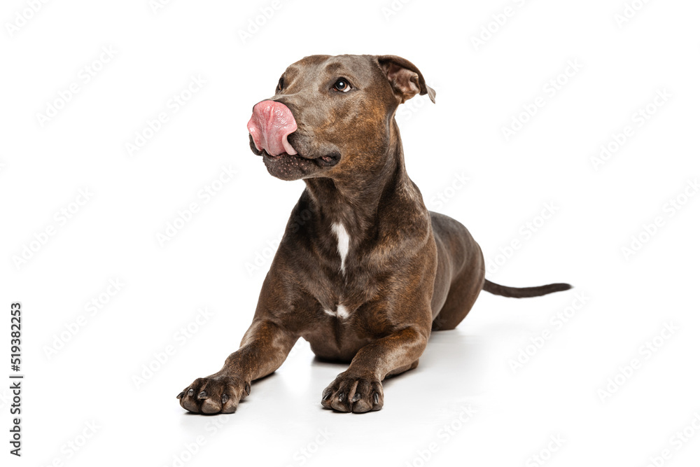 Fototapeta premium Studio shot of beautiful, purebred dog, american pit bull terrier, posing isolated over white background. Licking