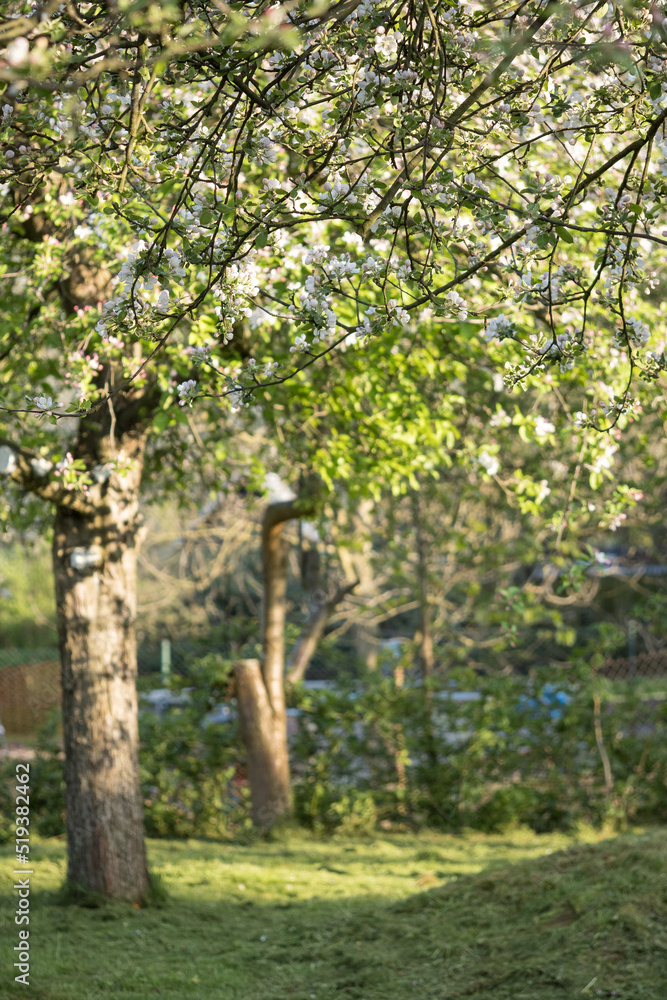 Fototapeta premium Blossoming apple tree outdoors in nature.