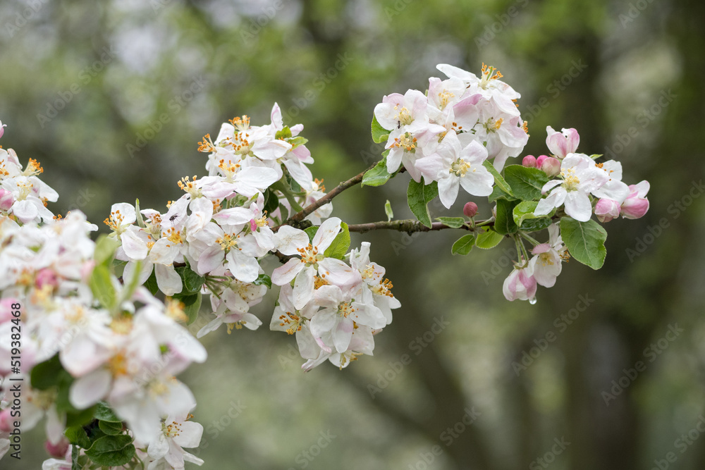 Blossoming apple tree outdoors in nature. Blossoming apple tree outdoors in nature.