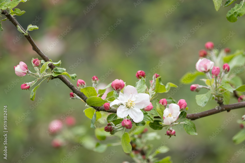 Blossoming apple tree outdoors in nature. Blossoming apple tree outdoors in nature.