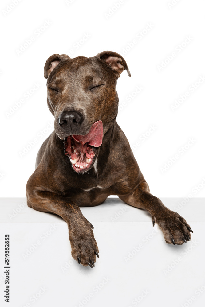 Studio shot of purebred dog, american pit bull terrier, posing with sticking out tongue isolated over white background. Studio shot of purebred dog, american pit bull terrier, posing with sticking out tongue isolated over white background.
