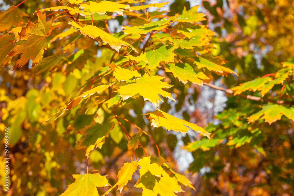Autumn foliage on the branches of a tree. Yellow maple leaves in the forest on a sunny day. Autumn foliage on the branches of a tree. Yellow maple leaves in the forest on a sunny day.