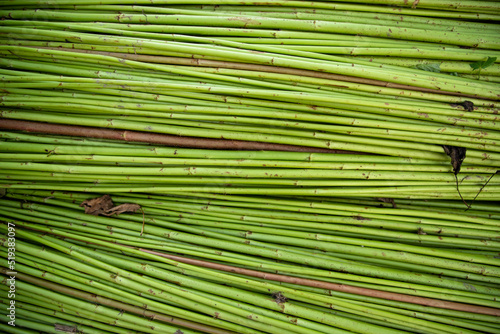 Green Raw Jute Texture background. This is the Called Golden Fiber in Bangladesh 