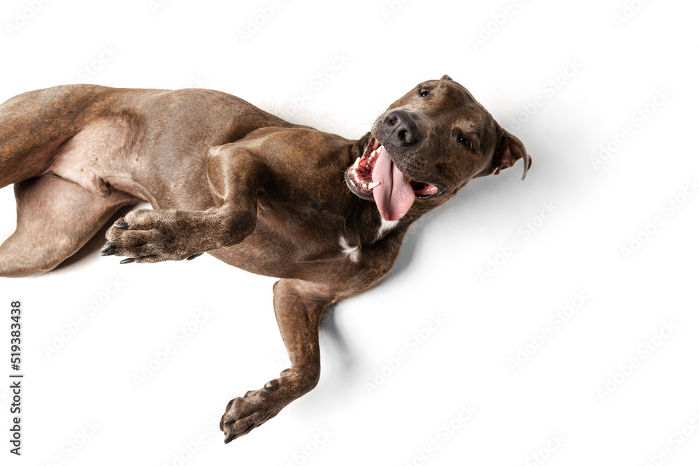Studio shot of purebred dog, american pit bull terrier, lying on floor, playing isolated over white background