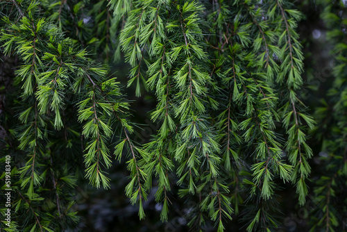 Canvas Print Close-up Young bright green needles of Himalayan cedar Cedrus Deodara, Deodar gr