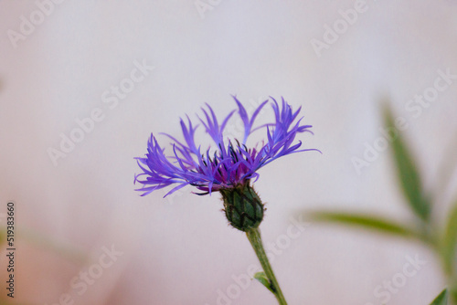 close up of the corn-flower