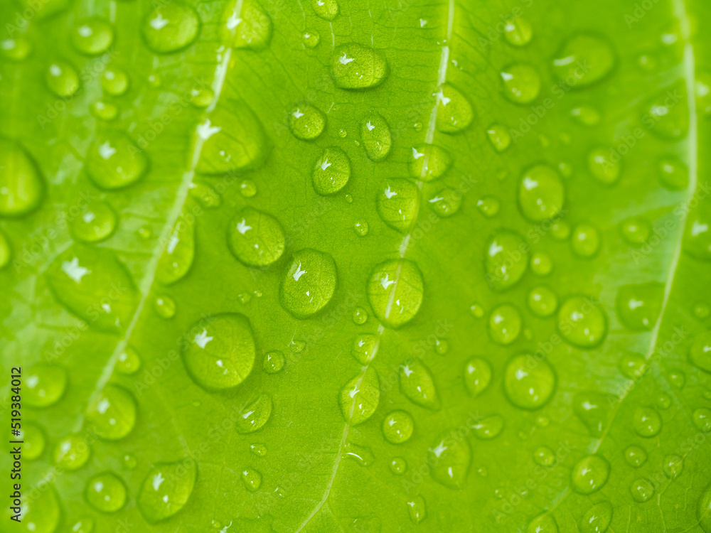 Beautiful green leaf with drops of water.Photo select focus. Beautiful green leaf with drops of water.Photo select focus.