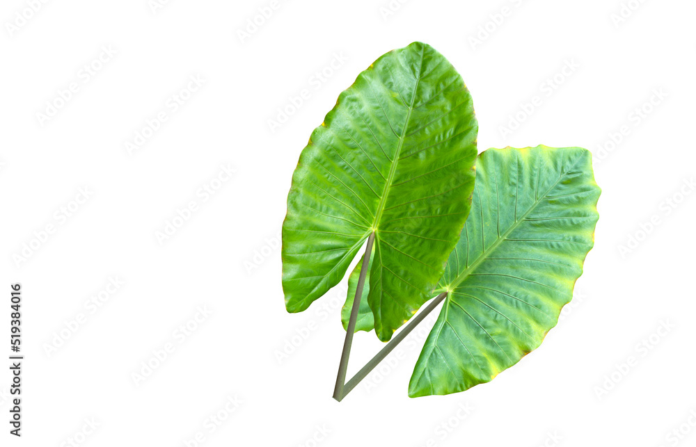 Obraz premium TWO Tropical foliage plants variegated leaves of Monstera and Alocasia popular rainforest houseplants on white, green variegated leaves pattern nature frame border background.