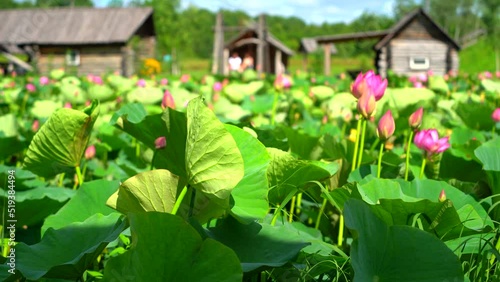 Lotuses on the lake in sunny windy weather. Recreation center in the suburbs of Khabarovsk. Far East of Russia to Khabarovsk Krai.  photo