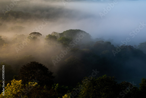view of tropical rain forest at dawn shrouded in mist seen from above
