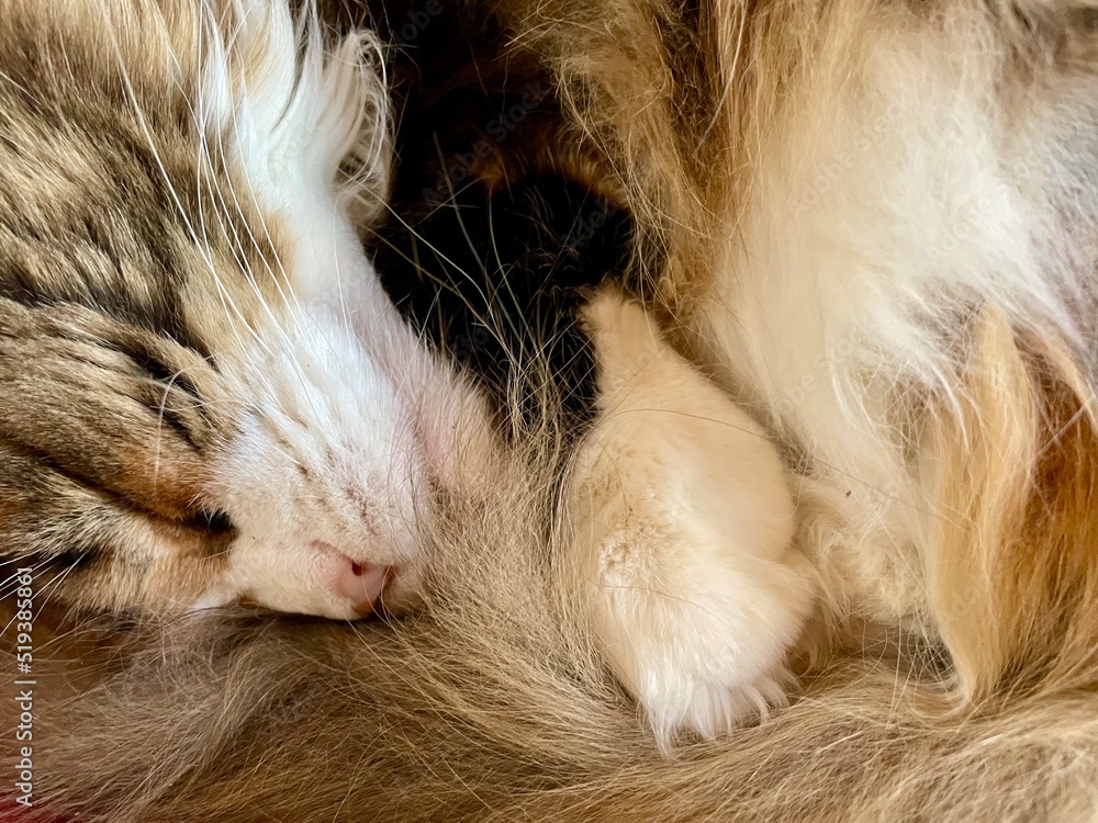 cat curl up and sleep