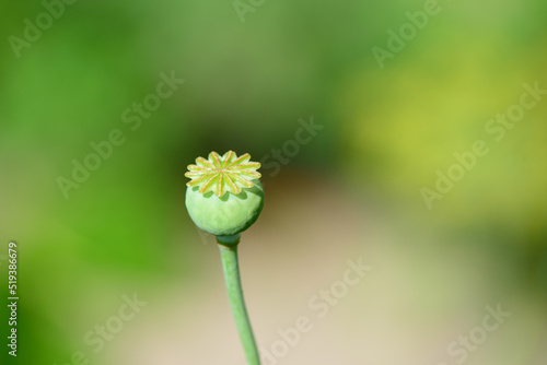 a beautiful green poppy bud on a sunny summer day