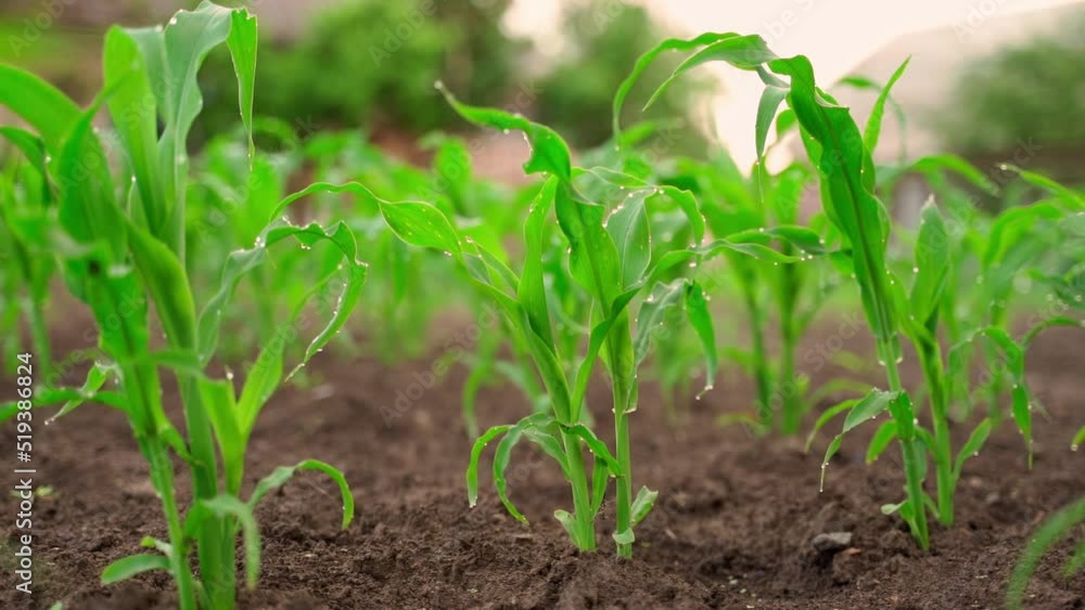 Parallax around a young growing corn in a garden bed in water drops. Smooth camera movement on green corn plantation Parallax around a young growing corn in a garden bed in water drops. Smooth camera movement on green corn plantation
