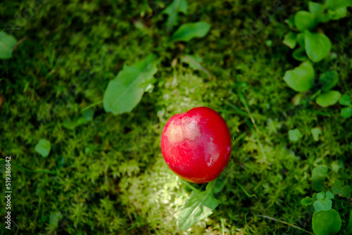 beautiful dark red plum on a sunny summer day green grass