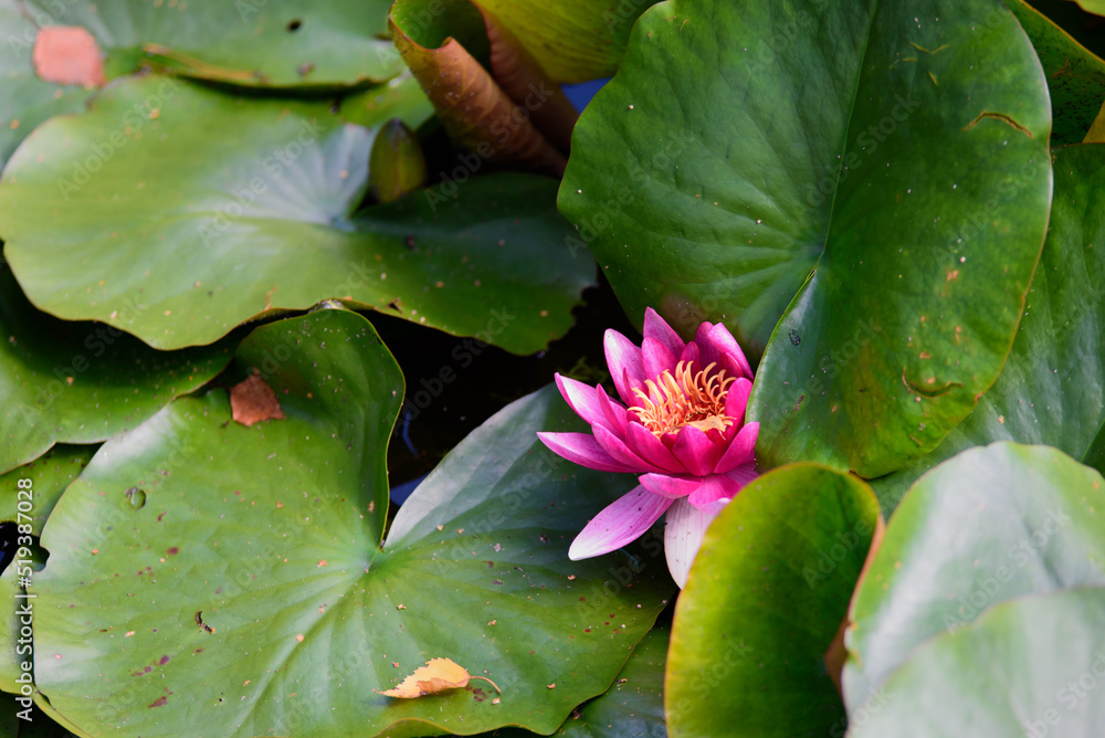 .beautiful red water lilies with green leaves in a park pond on a sunny summer day