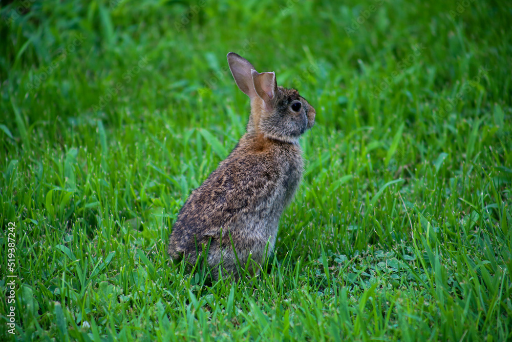 Fototapeta premium Little Bunny