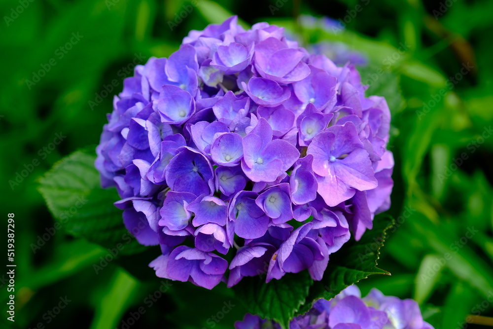 紫陽花 紫陽花