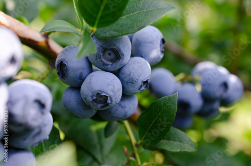 Fresh organic blueberries on a bush Fototapet