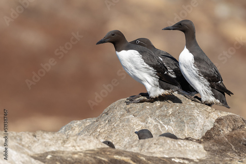 Common Murre perched on a rock at Hornøya island, Northern Norway