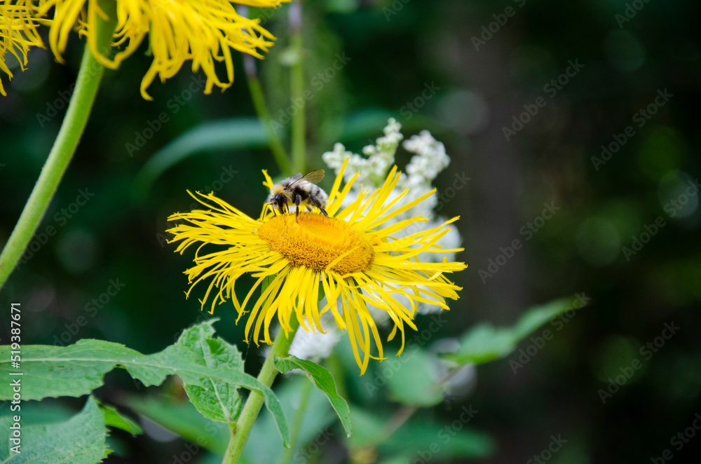 Yellow flowers blooming in the forest with a bee. Yellow flowers blooming in the forest with a bee.